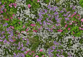 Mixed Floral Floor (CC)